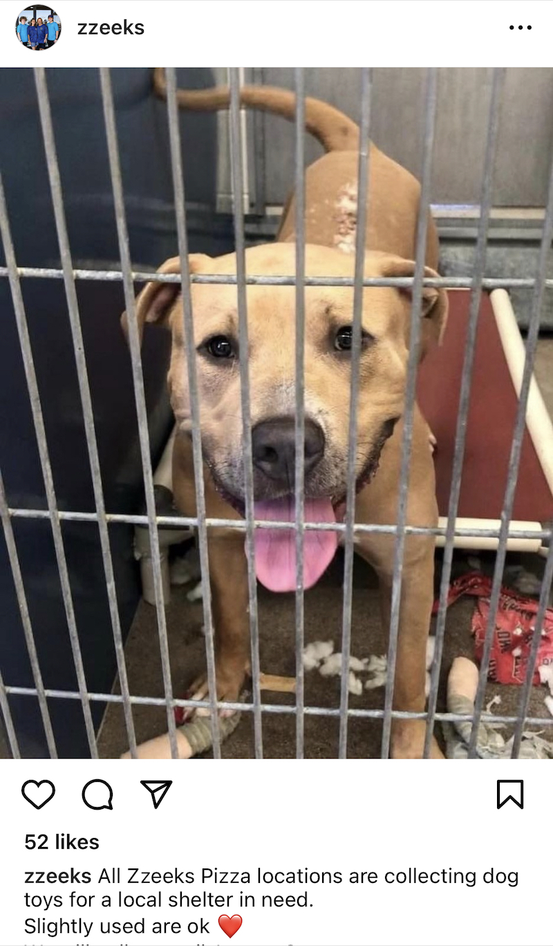 This is a screenshot of an Instagram post that shows a sweet-looking brown dog in a cage.