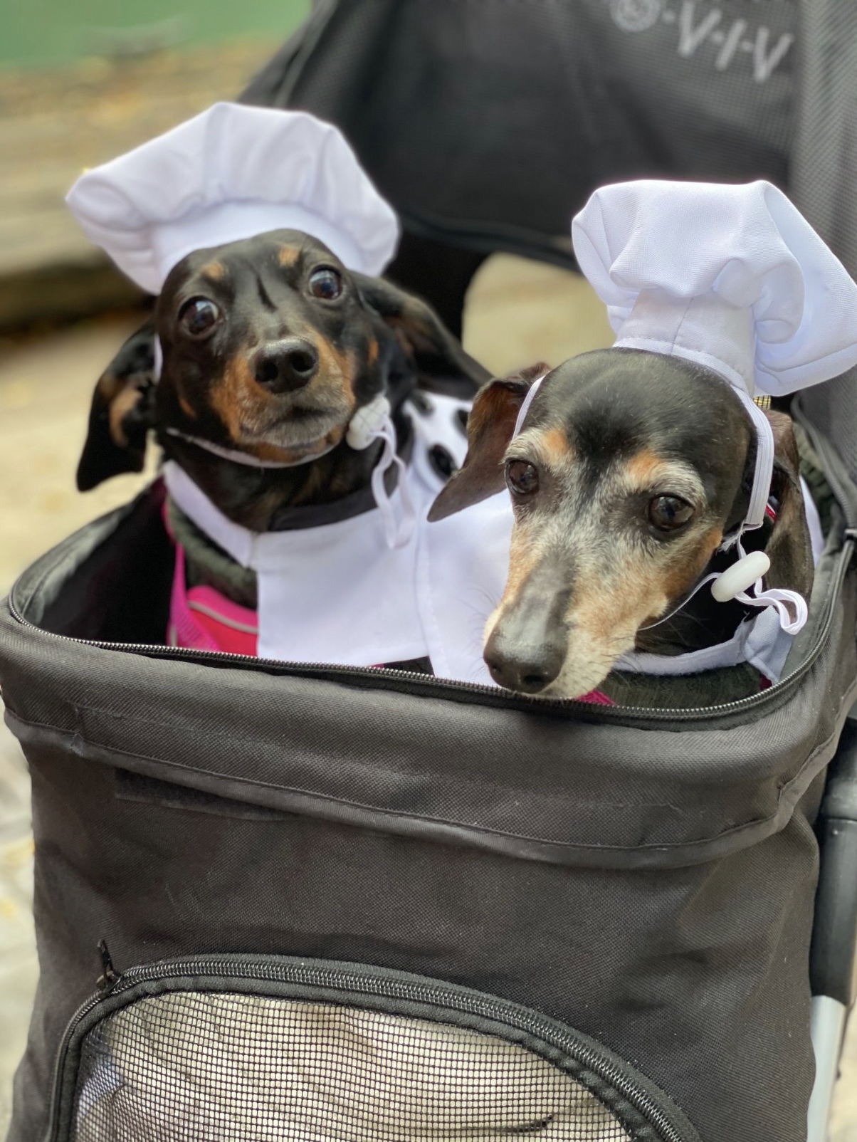 A photo of two small dogs wearing chef hats for a Halloween occasion.