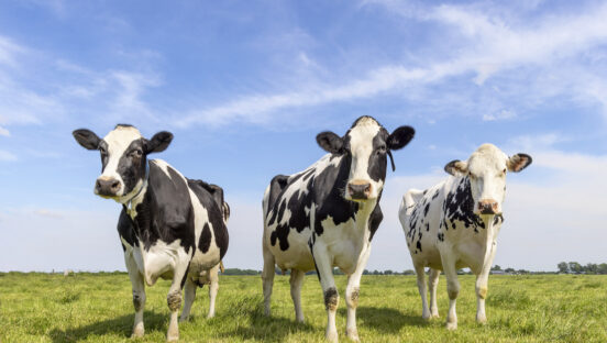 This photo shows three black-and-white cows together in a grassy field underneath a blue sky.