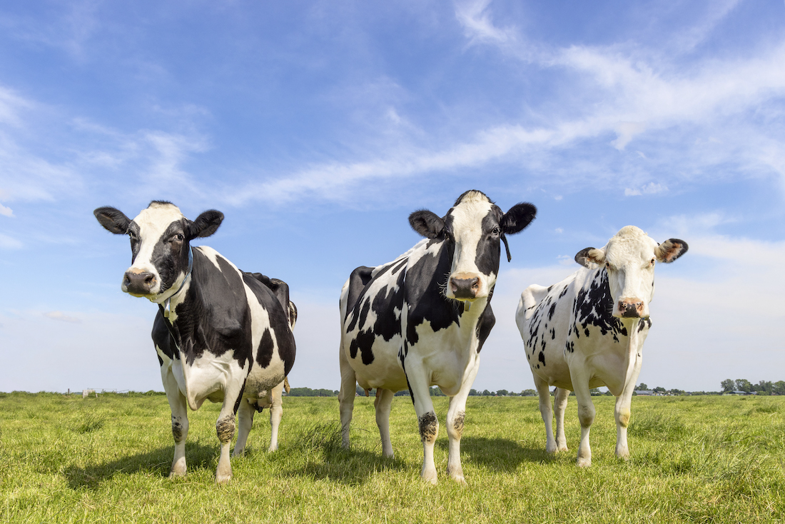 This photo shows three black-and-white cows together in a grassy field underneath a blue sky.