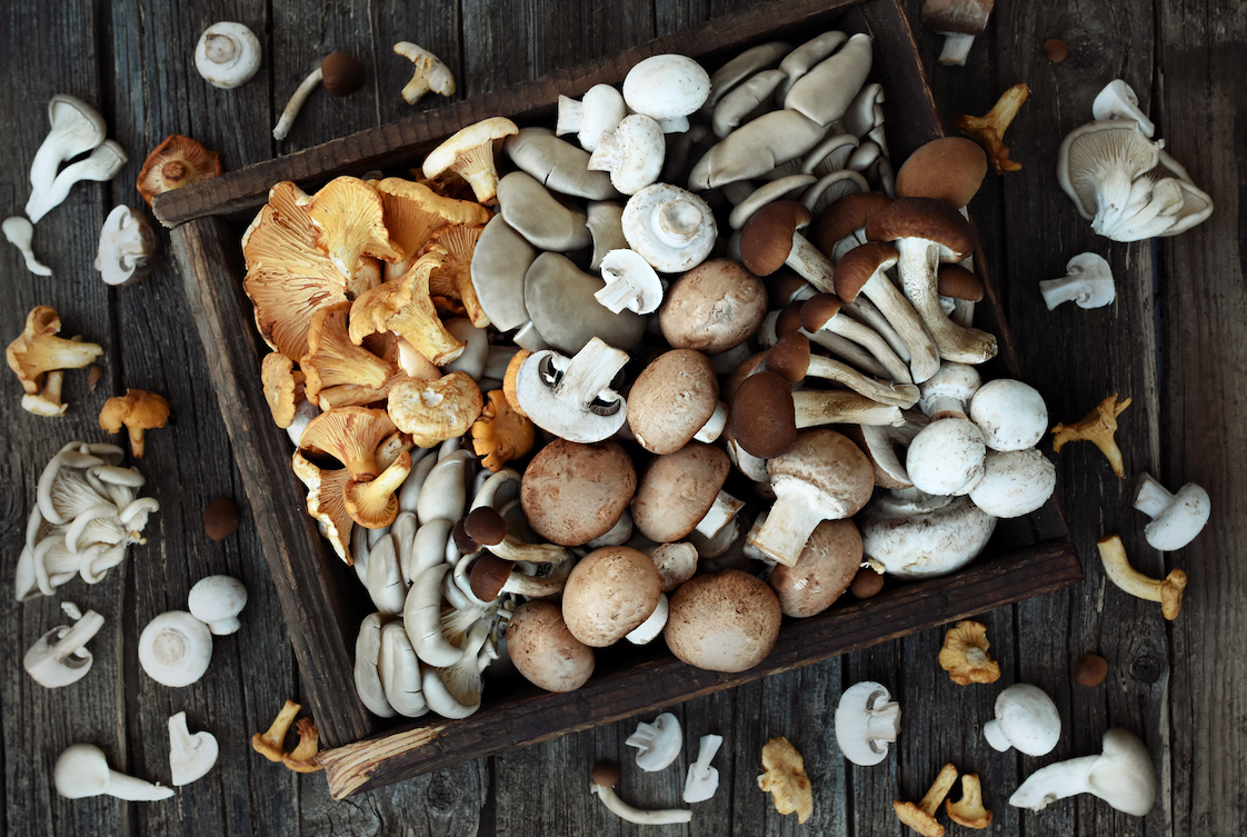 This photo shows a variety of fresh harvested edible various mushrooms from market: chanterelle, oyster mushroom, white button and brown (cremini) champignon and velvet pioppini.