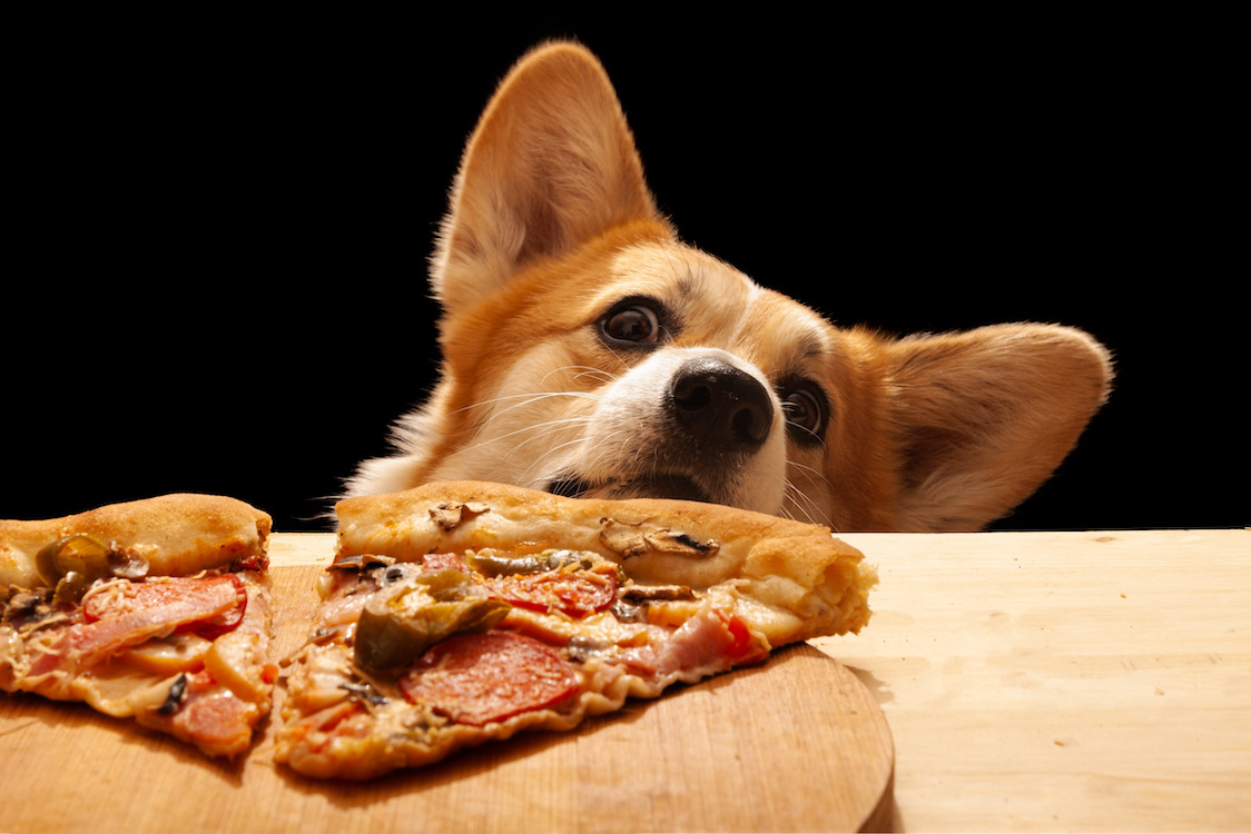 A cute Pembroke In this photo a cute Corgi wants to eat a slice of pizza from the table