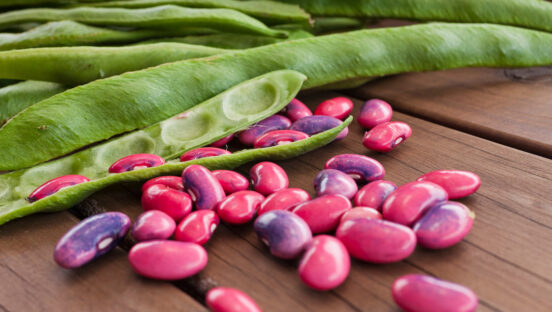 This photo shows freshly harvested Scarlett runner beans.