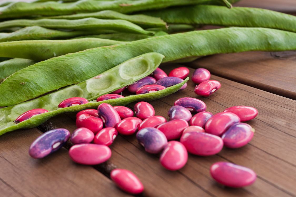 This photo shows freshly harvested Scarlett runner beans.
