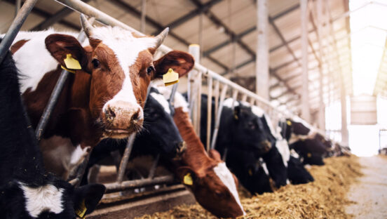 This photo shows a group of cows penned up in a cowshed eating hay or fodder on a dairy farm.