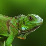 This photo shows a green iguana peering suspiciously at the camera.