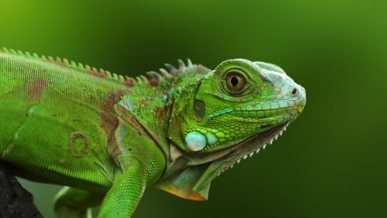 This photo shows a green iguana peering suspiciously at the camera.