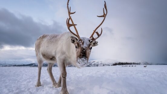 This photo shows a reindeer with massive antlers in the snow.
