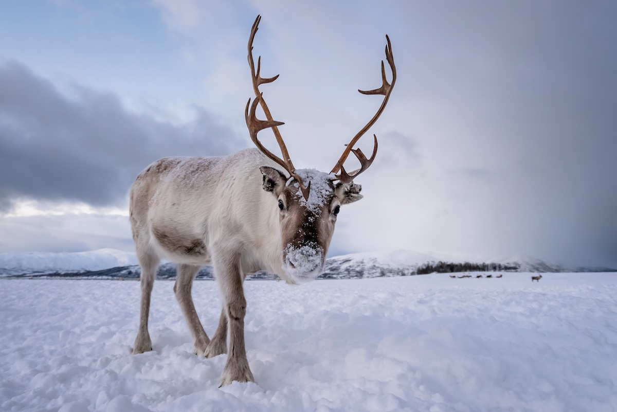 This photo shows a reindeer with massive antlers in the snow.